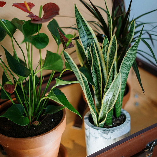 Transform Your Space with Velner: Your Ultimate Online Plant Store