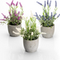 Velener Artificial Lavender Flowers(Pink/White/Purple), Small Fake Lavender Plants Pot Set of 3 - Faux Lavender Flowers for Farmhouse/Home