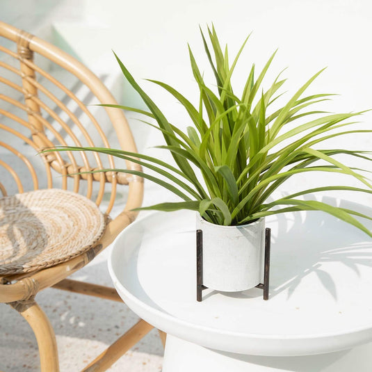 spider plant stand Velener 15