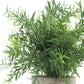 Velener Artificial Mini Rosemary Bamboo Leaves + 16" Green Taro Leaf Plant